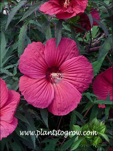 10-12 inch large red flowers